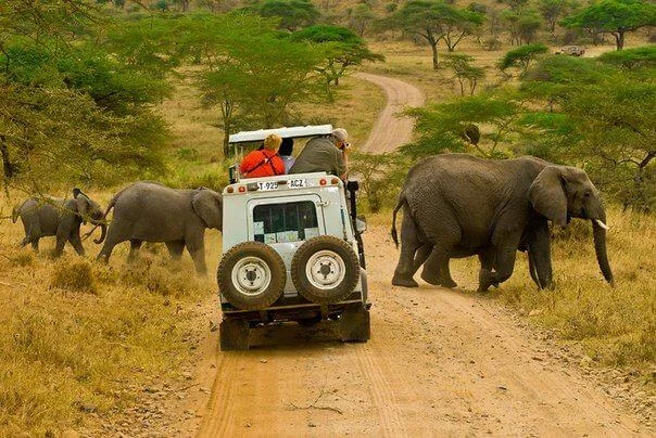 Best National Parks in Uganda for a Self Drive Safari