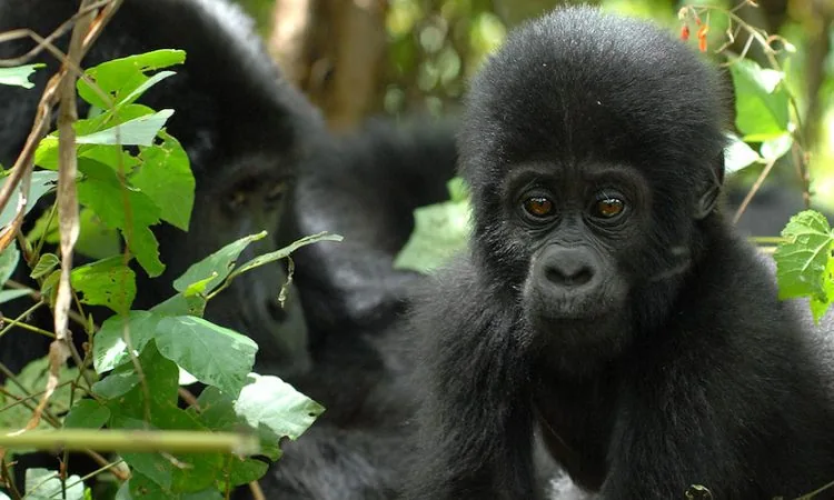 Gorilla Permit & Car Hire Planning in Uganda