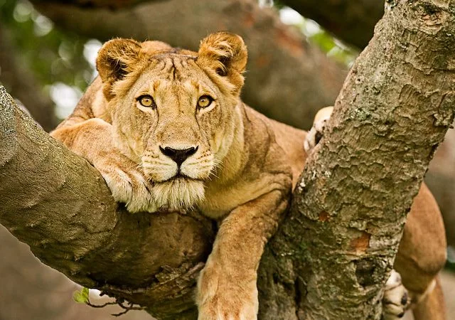 Car Hire to Queen Elizabeth National Park