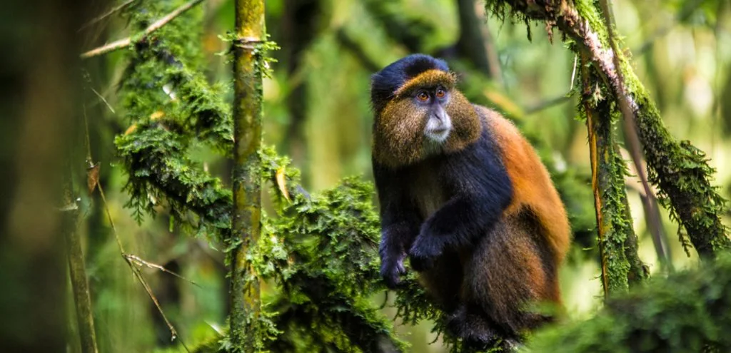 Golden Monkey Trekking in Uganda