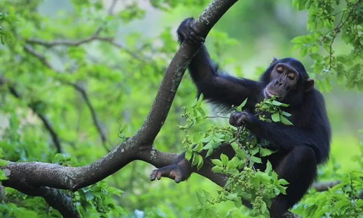 Car Hire to Kibale National Park