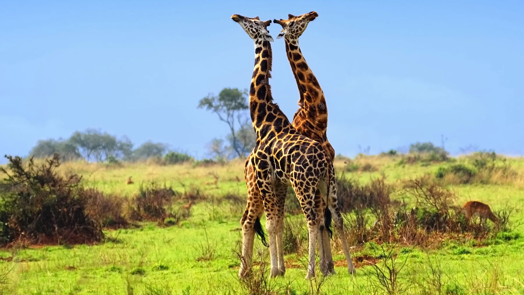 Car Hire to Kidepo Valley National Park