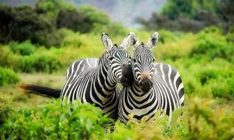 Car Hire to Lake Mburo National Park