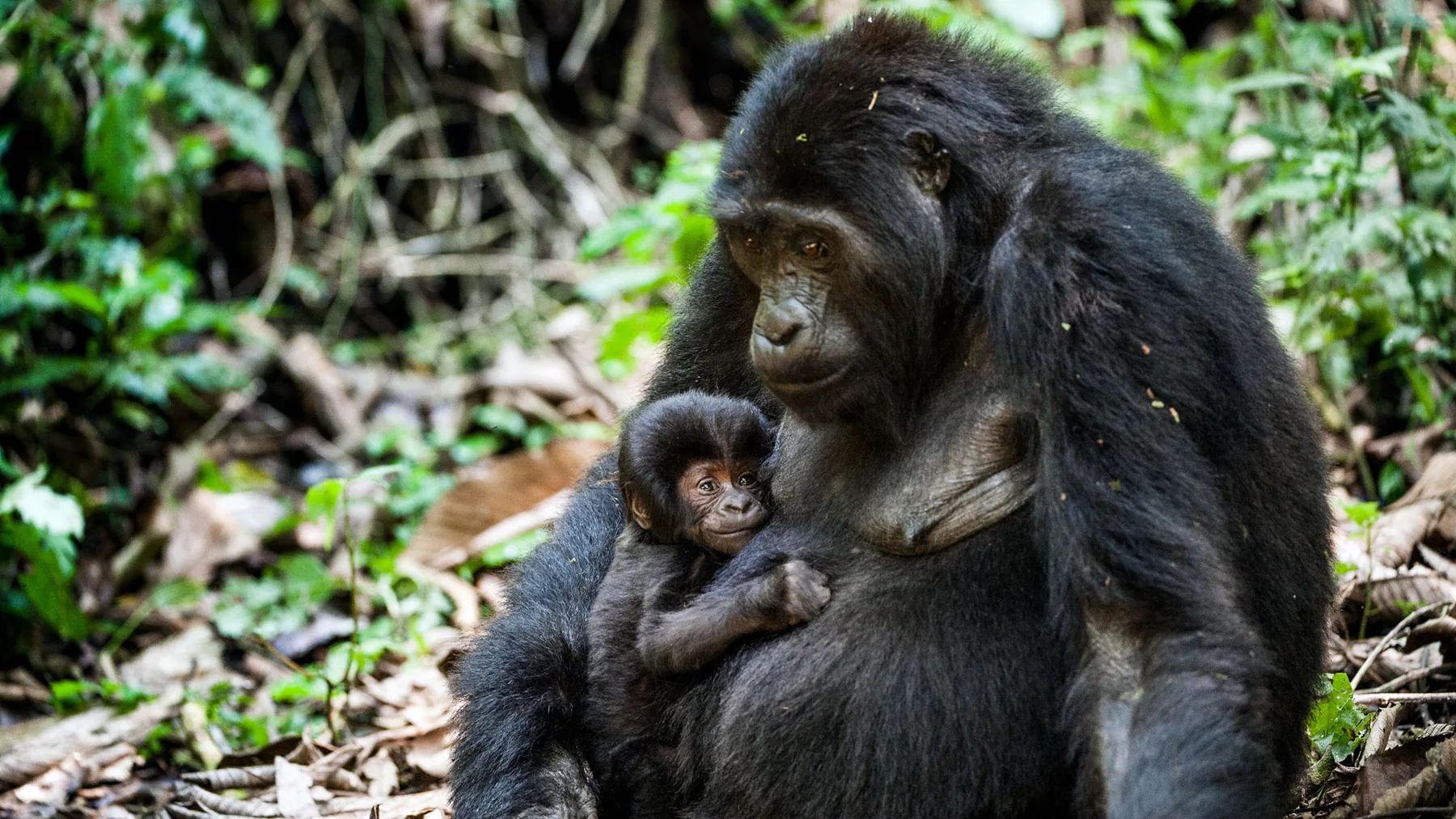 Car Hire to Mgahinga Gorilla National Park