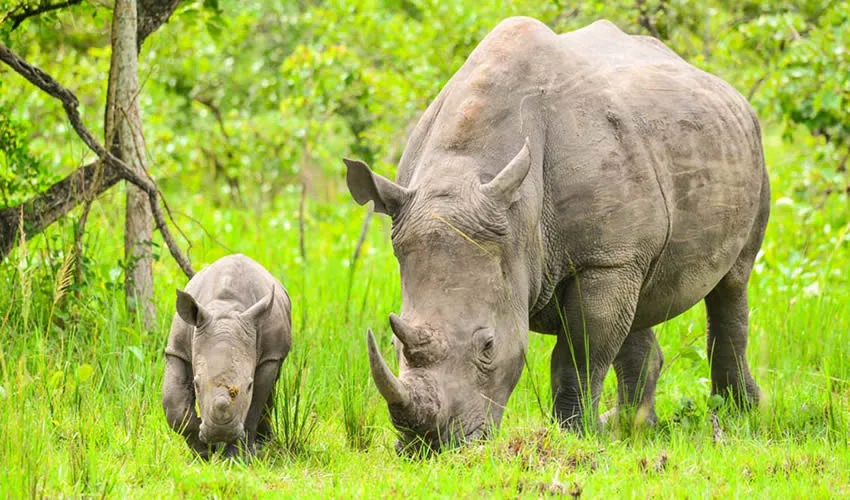 Car Hire to Ziwa Rhino Sanctuary