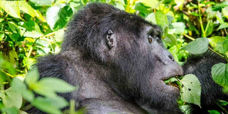 2 days gorilla