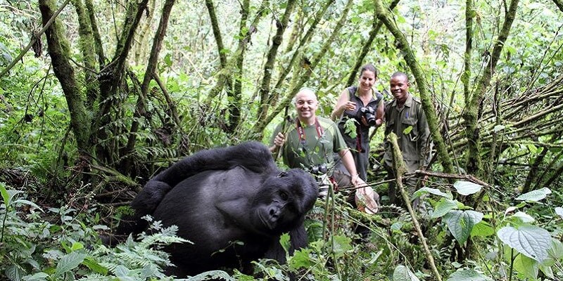 mountain-gorilla-trekking-1