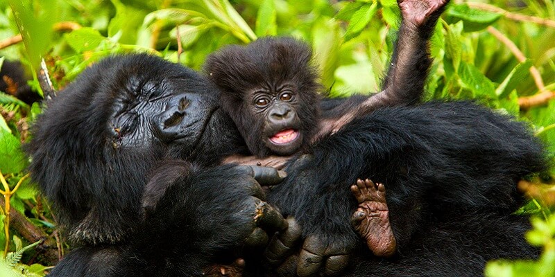mountain gorilla trekking