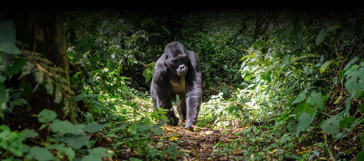 Uganda Car rental , with luxury 4x4 cars for Hire on Self Drive or with