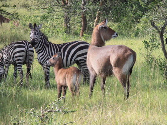 Car Rental in Mbarara