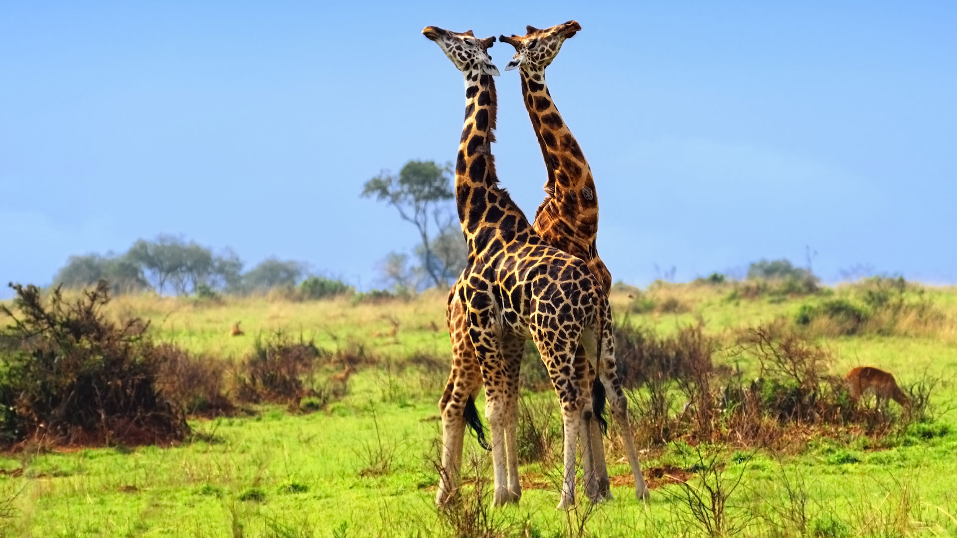 Kidepo Valley National Park